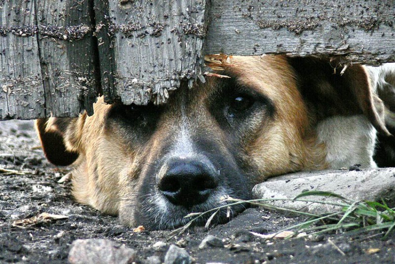 Организаторы «концлагеря для собак» идут под суд
