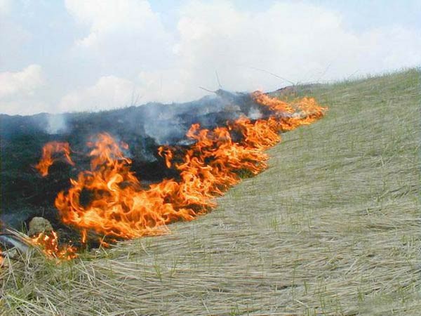 Какие штрафы ждут нарушителей за сжигание сухой травы?