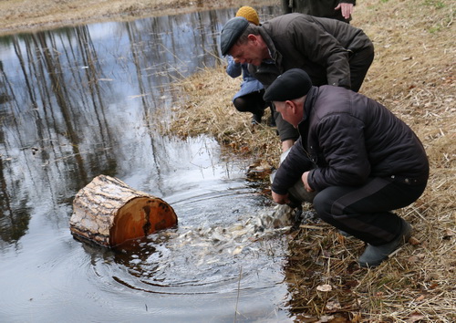 Более 100 кг молодняка рыбы запустили в Лебединку