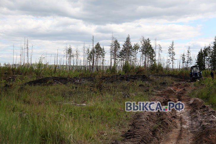 Какие меры примут для защиты Жуковки от лесных пожаров?