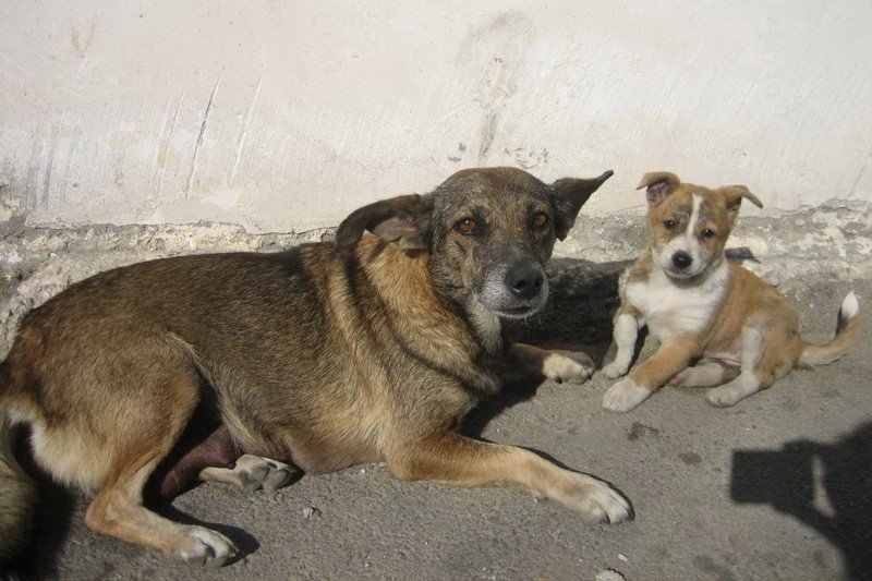 «Догхантеры» на автомобиле расстреляли бездомных собак