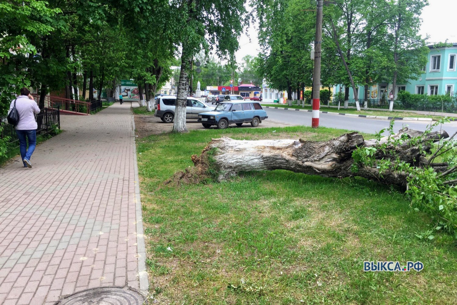 На ул. Островского упало дерево