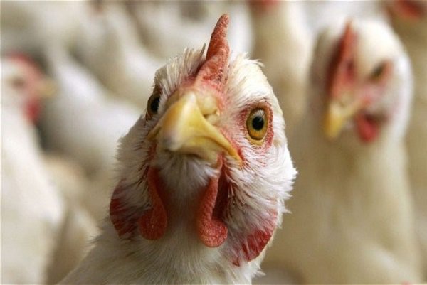 В Нижегородской области выявлен птичий грипп
