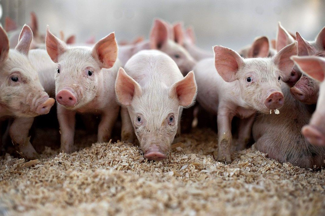 Нижегородская область на 10 месте в ПФО по поголовью свиней