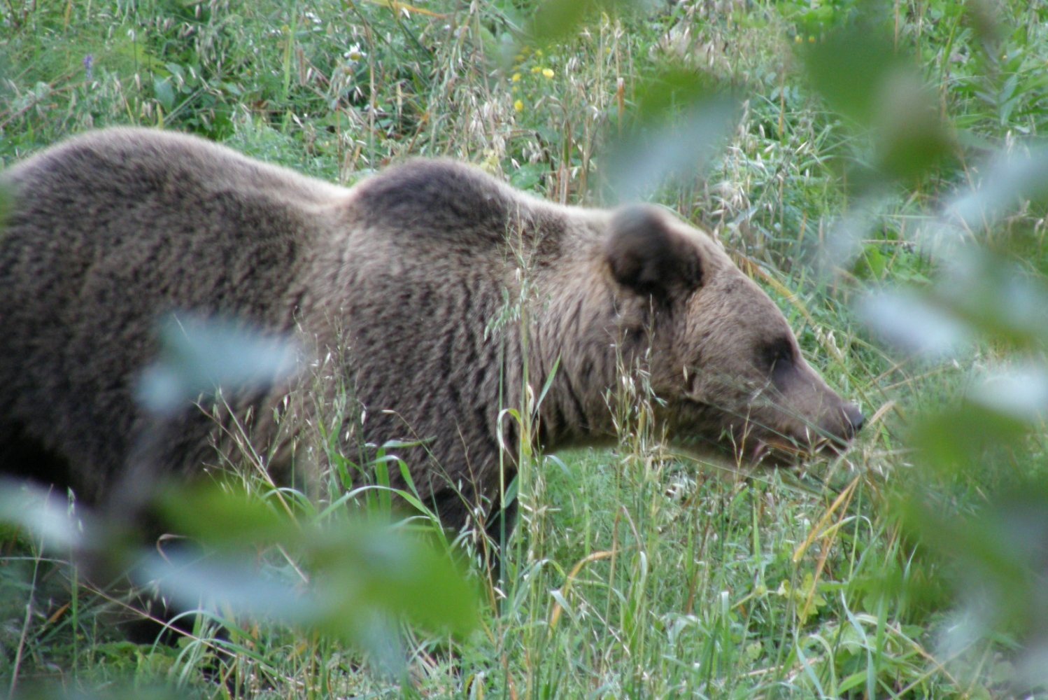Сезон охоты на медведя открыт