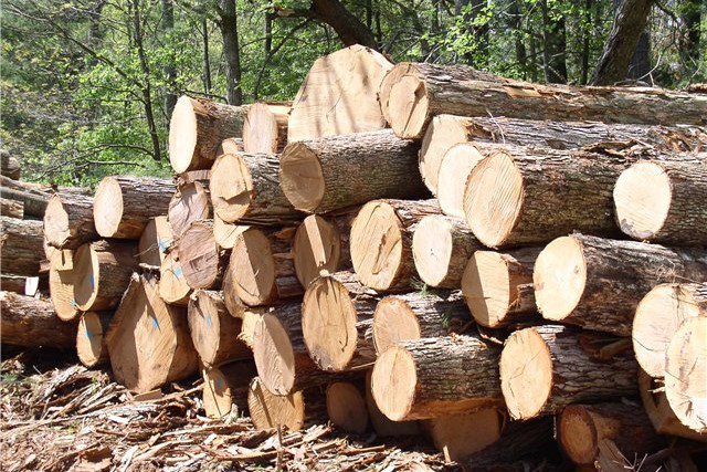 Суд запретил переработку древесины на территории ЗАО «Теплоизол»