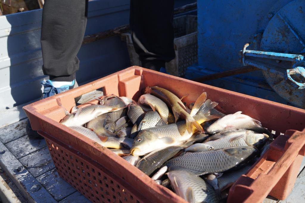 Полторы тонны рыбы выпустят в выксунские пруды