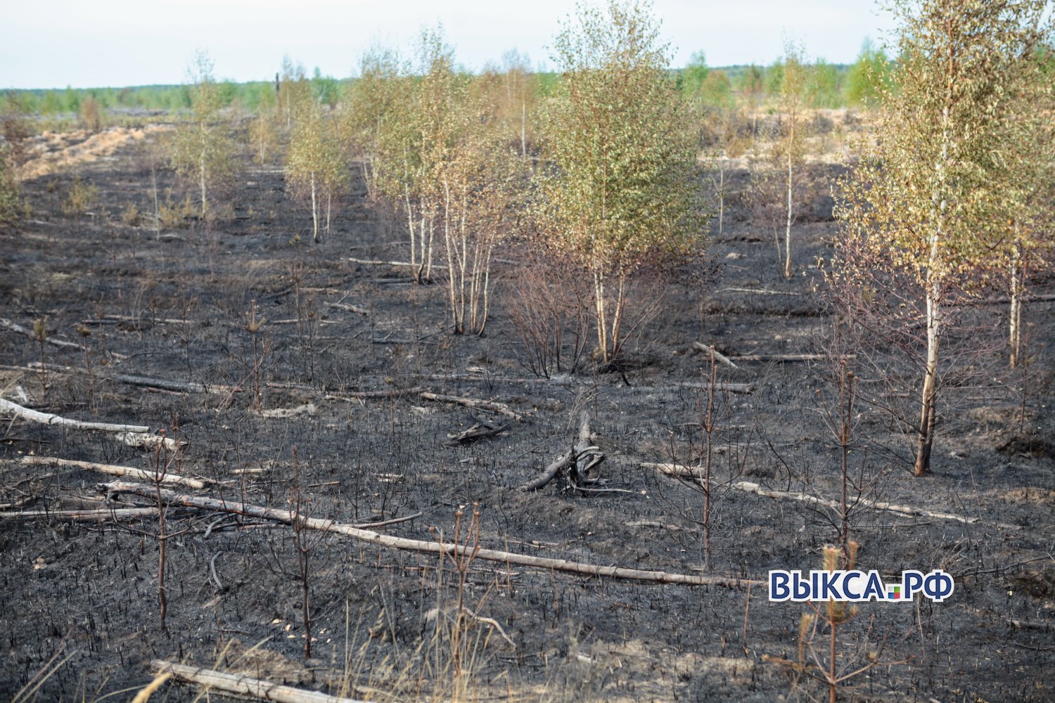 Причина лесного пожара в Верхней Верее — поджог