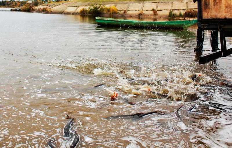 Более 600 кг рыбы выпущено в выксунские пруды