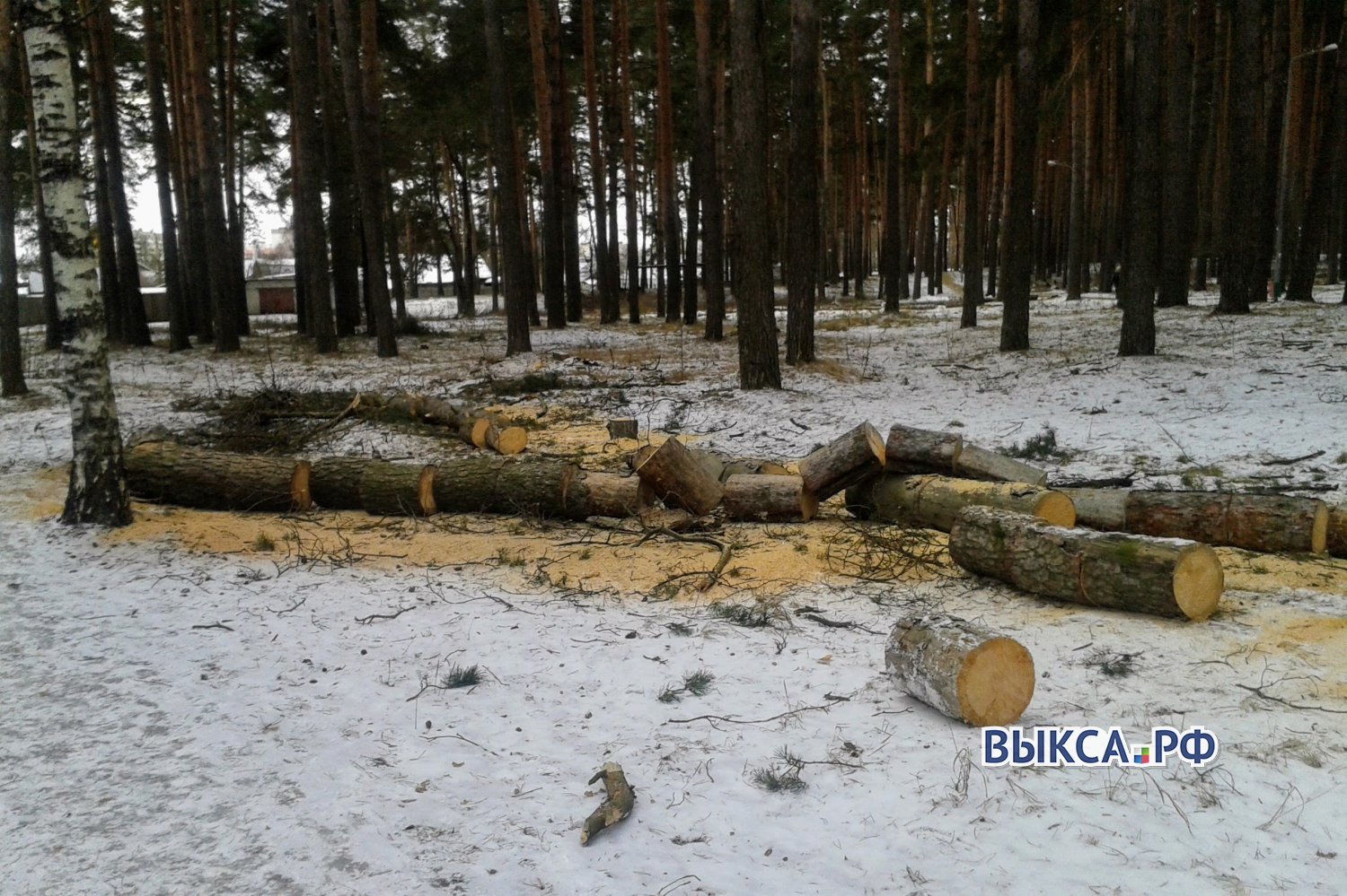 Чёрные лесорубы нарубили дров на 1,7 млн рублей