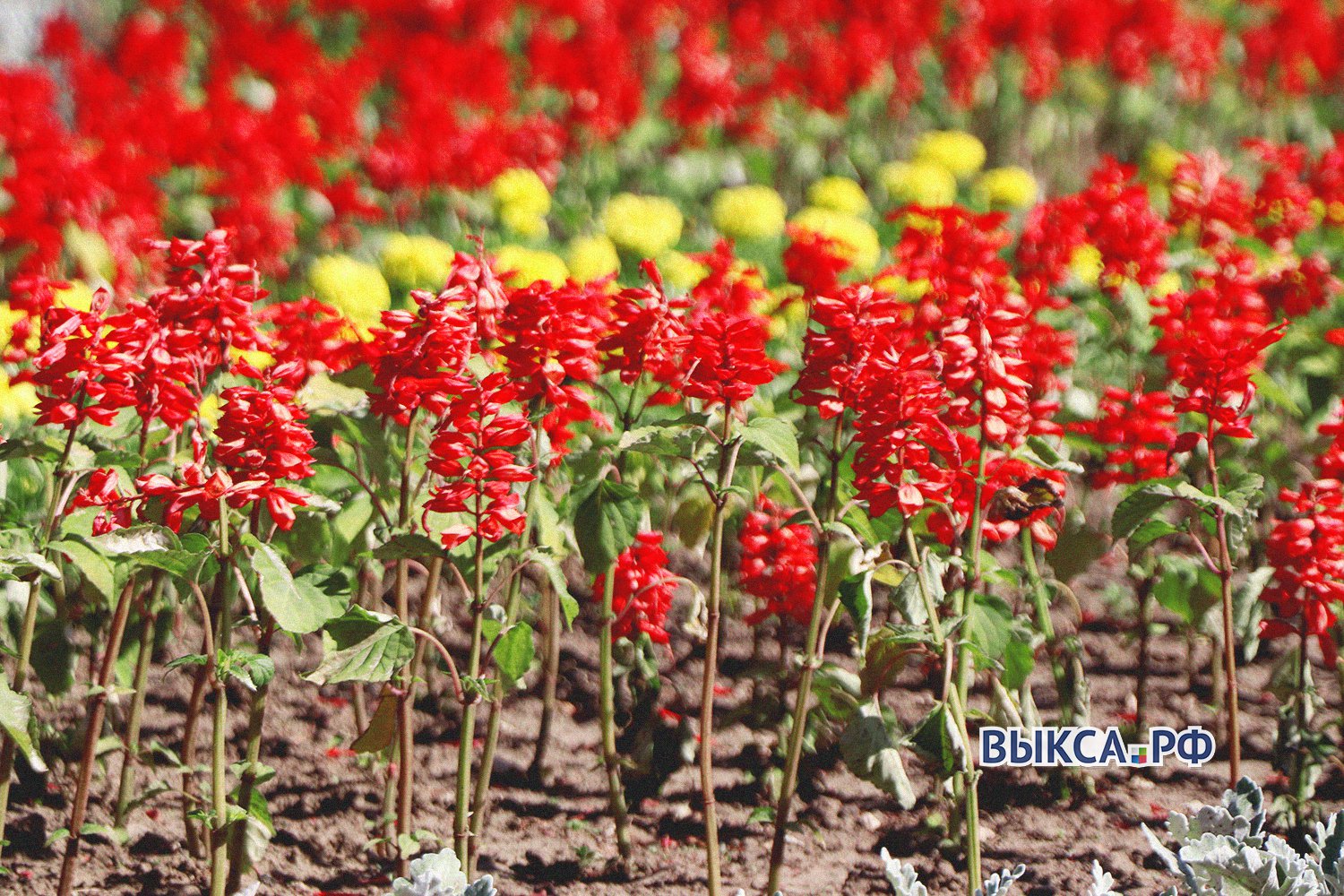 Следующим летом Выксу украсят цветами за 1,5 млн рублей