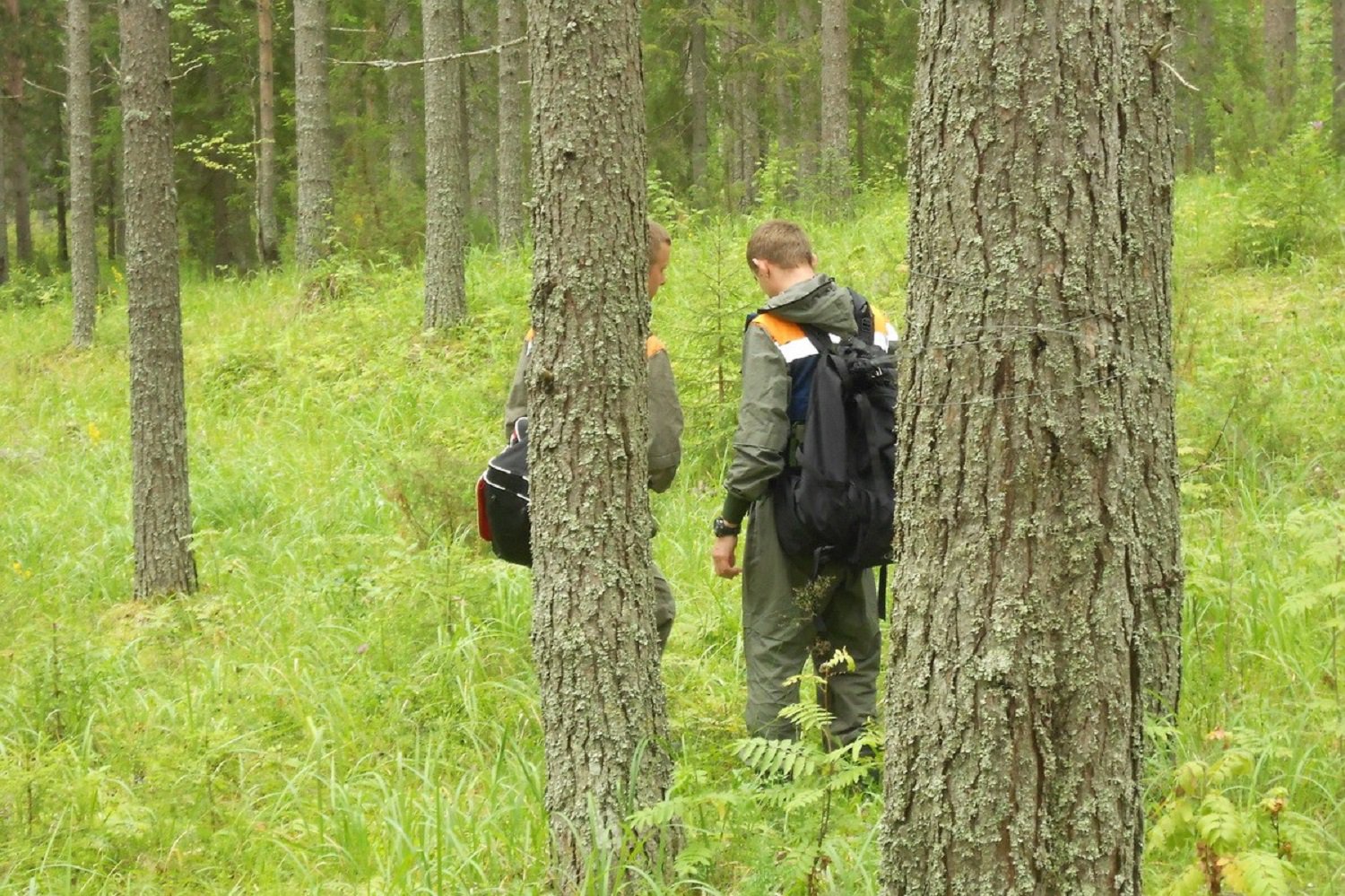 В лесу за Ризадеевским заблудилась пенсионерка