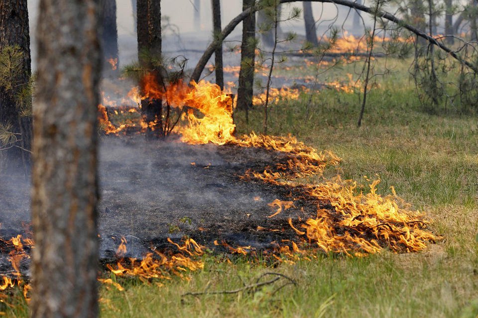 Огонь уничтожил 1 500 м² леса в километре от Вили