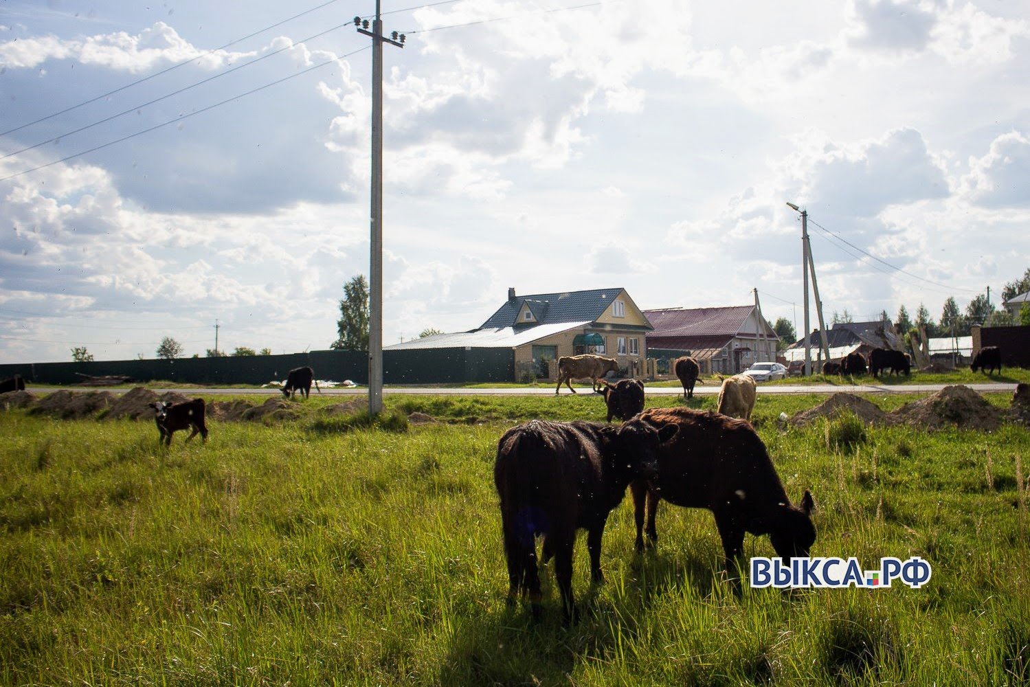 В Шиморском фермер пасёт стадо не выходя из дома