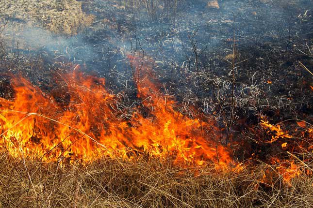 В полукилометре от Борковки горел лес