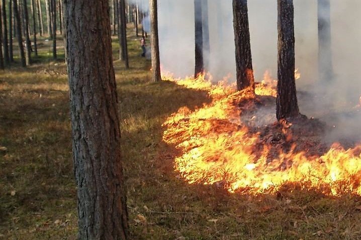 Лесной пожар тушили у посёлка Стрелка