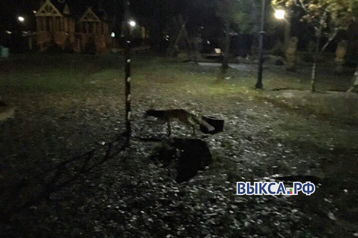 Выксунцы встретили лису в ночном парке