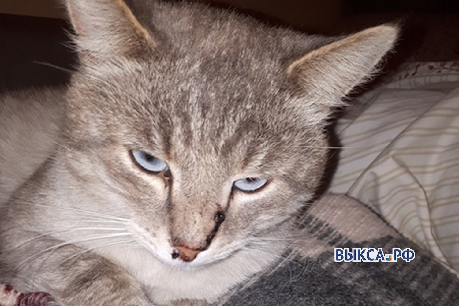 Кота в Мотмосе обстреляли из пневматики