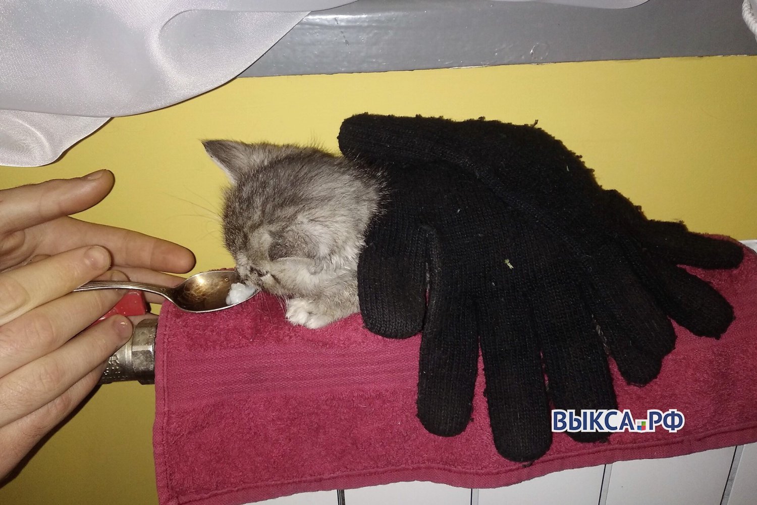 Девушка на «Приоре» выбросила умирать трёх котят