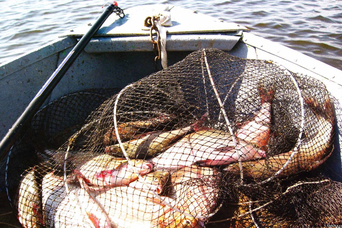 В Нижегородской области в 2020 году планируют произвести 729 тонн рыбы