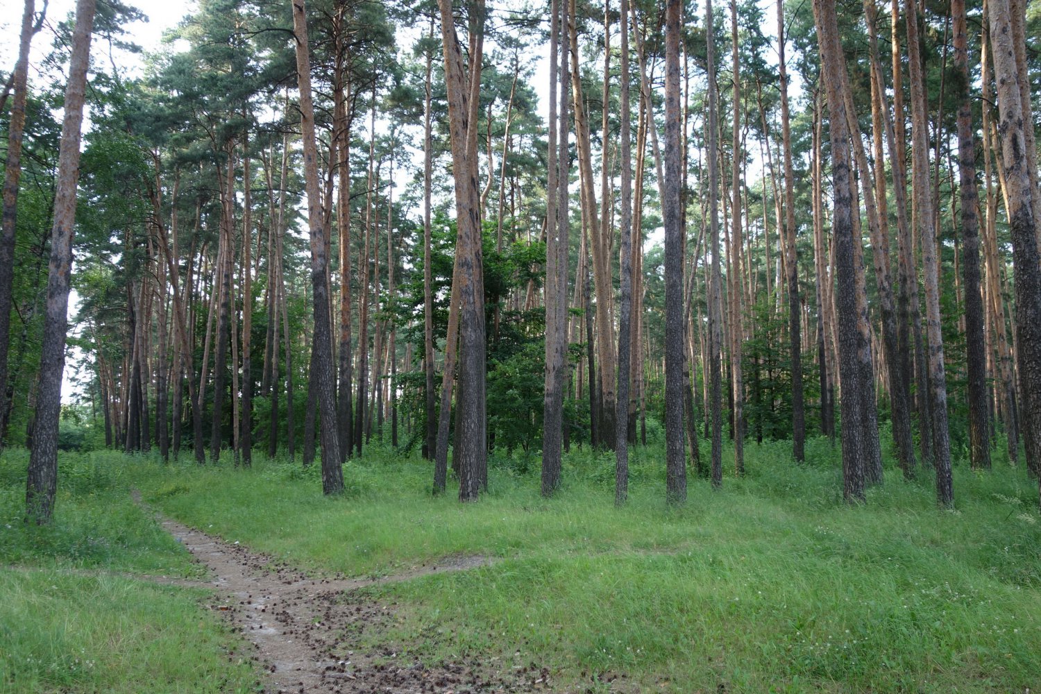 Нижегородская область вошла в число лидеров по ведению лесного хозяйства