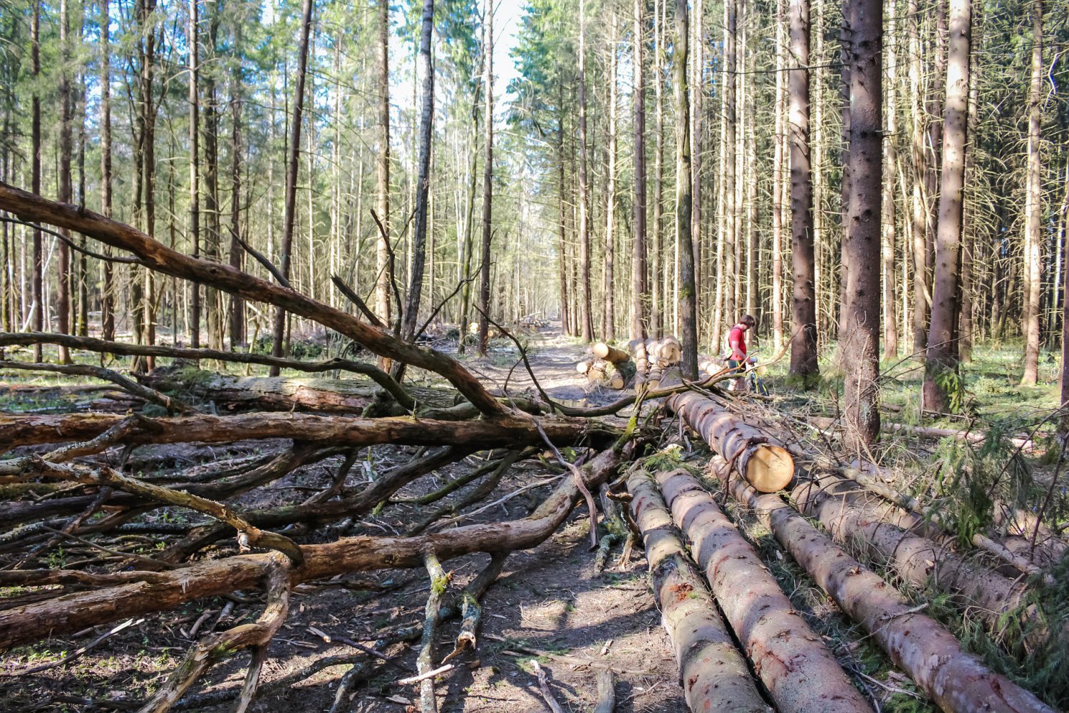 В Выксе незаконно рубили лес