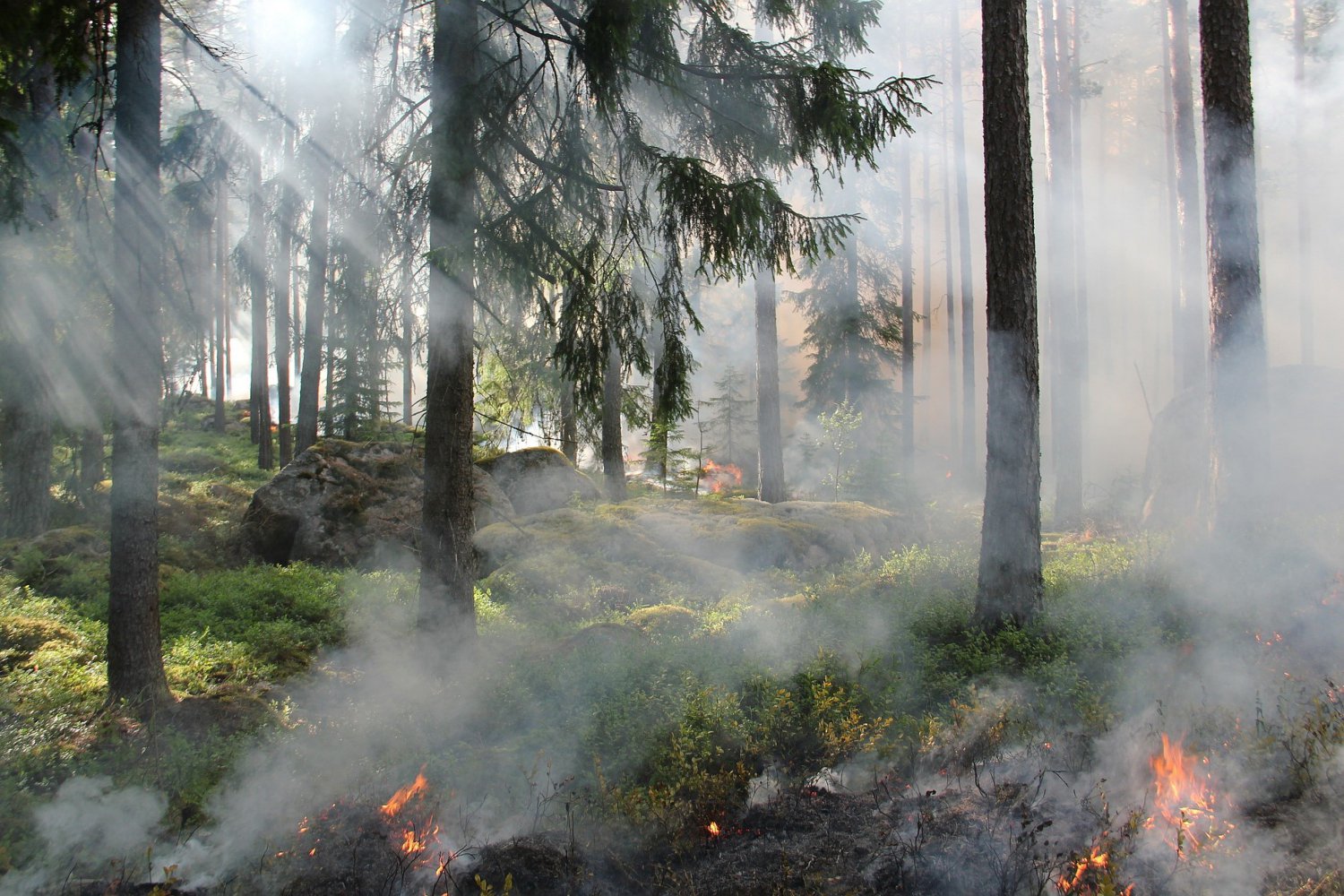 В районе Вили из-за короткого замыкания загорелся лес