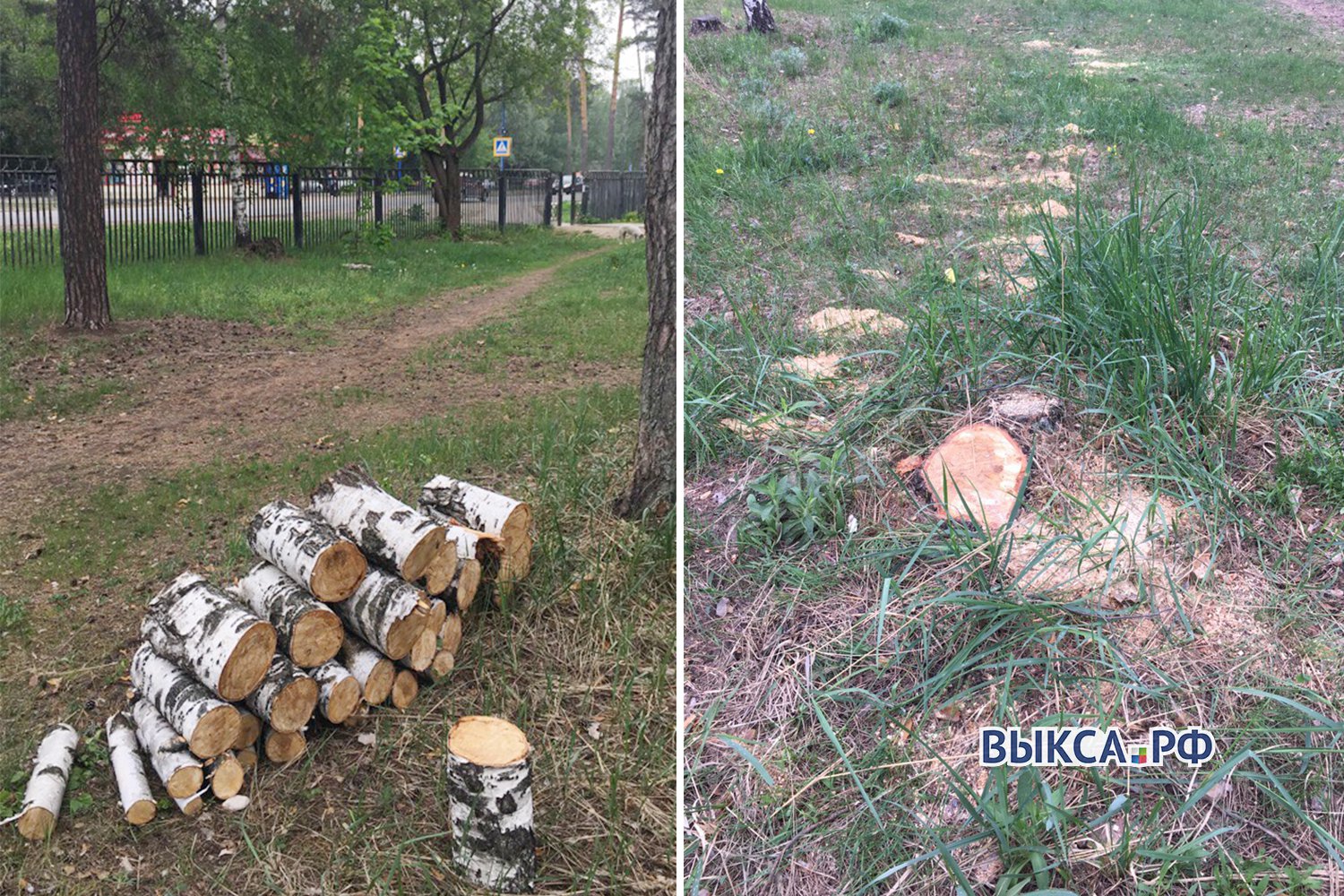 Берёзу в парке распилили на дрова