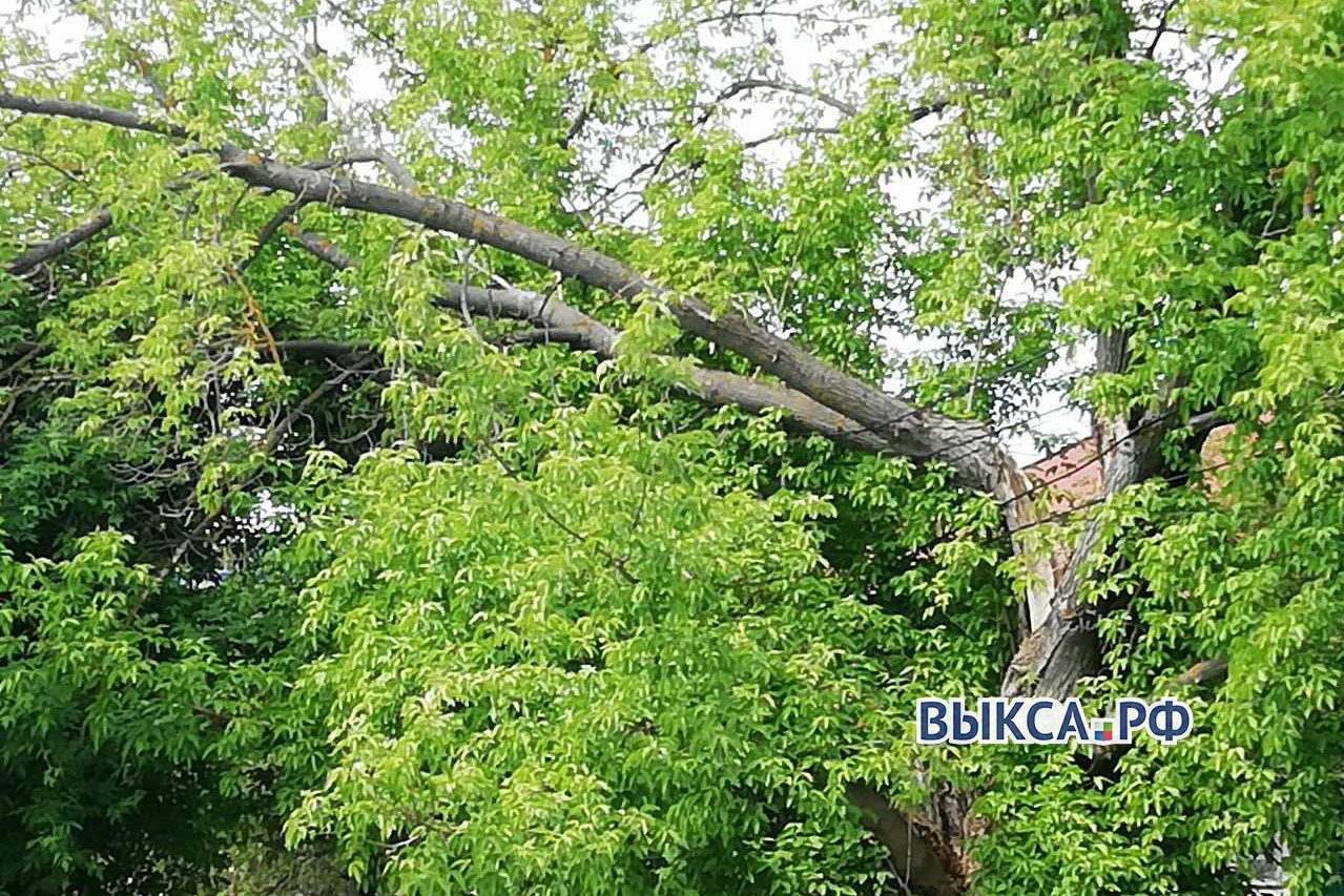 Дерево повисло на проводах на улице Луначарского