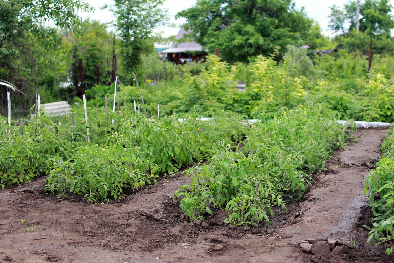 Выксунец выращивал коноплю на садовом участке