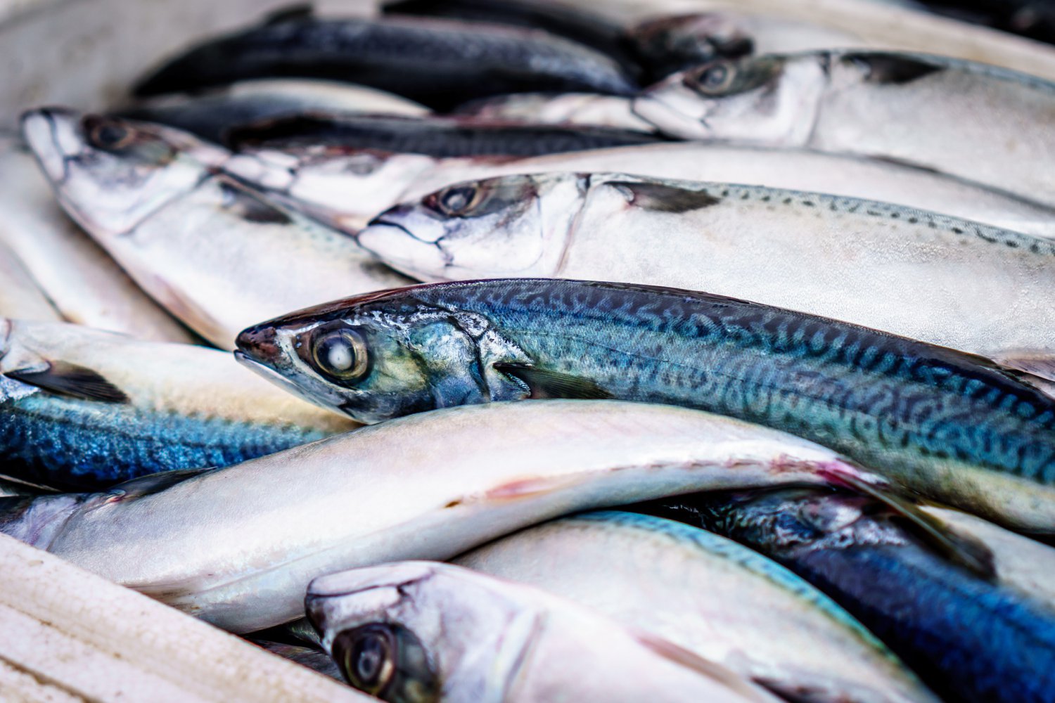 Нижегородские рыбхозы получили 4,7 млн рублей субсидий