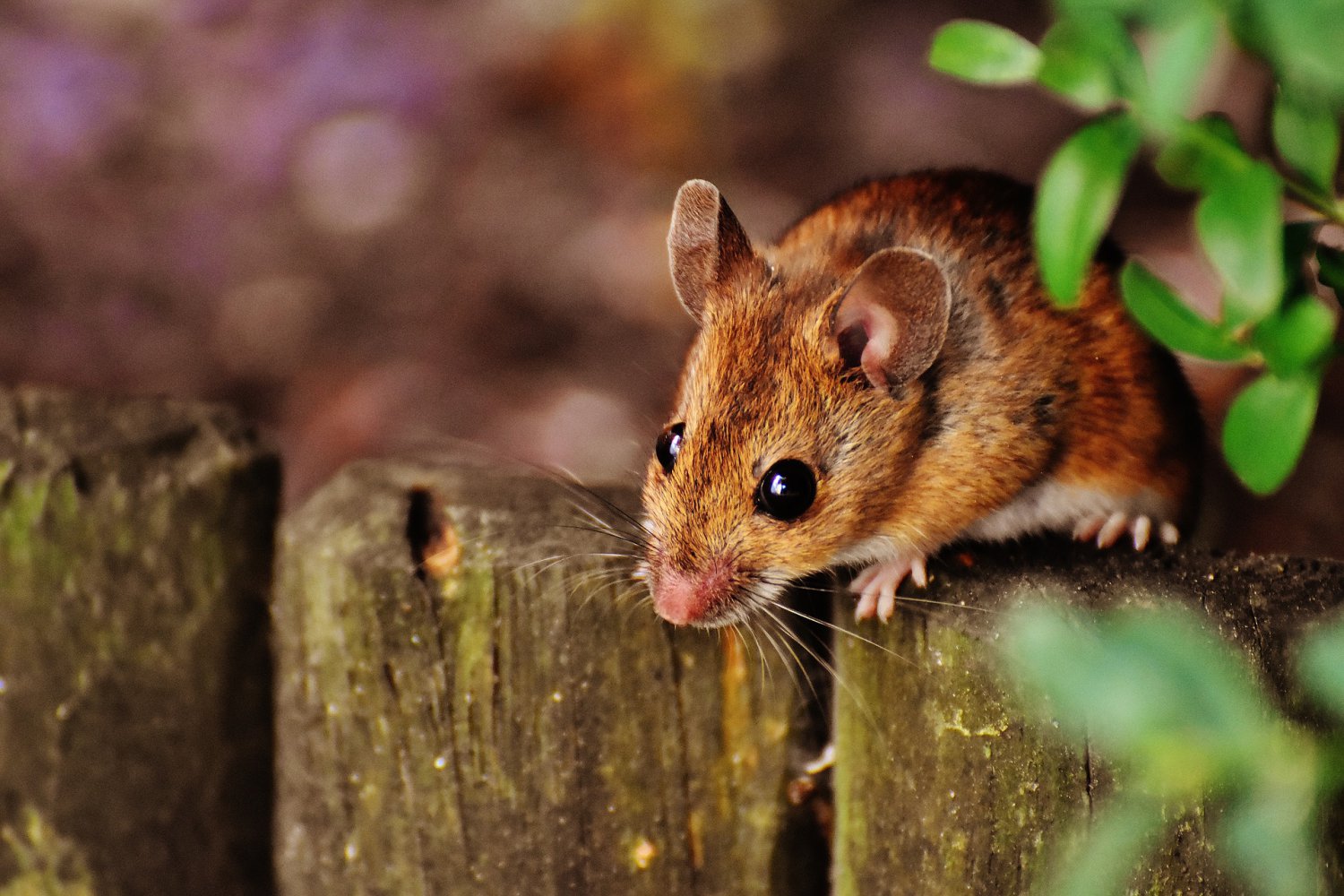 Как защититься от мышиной лихорадки