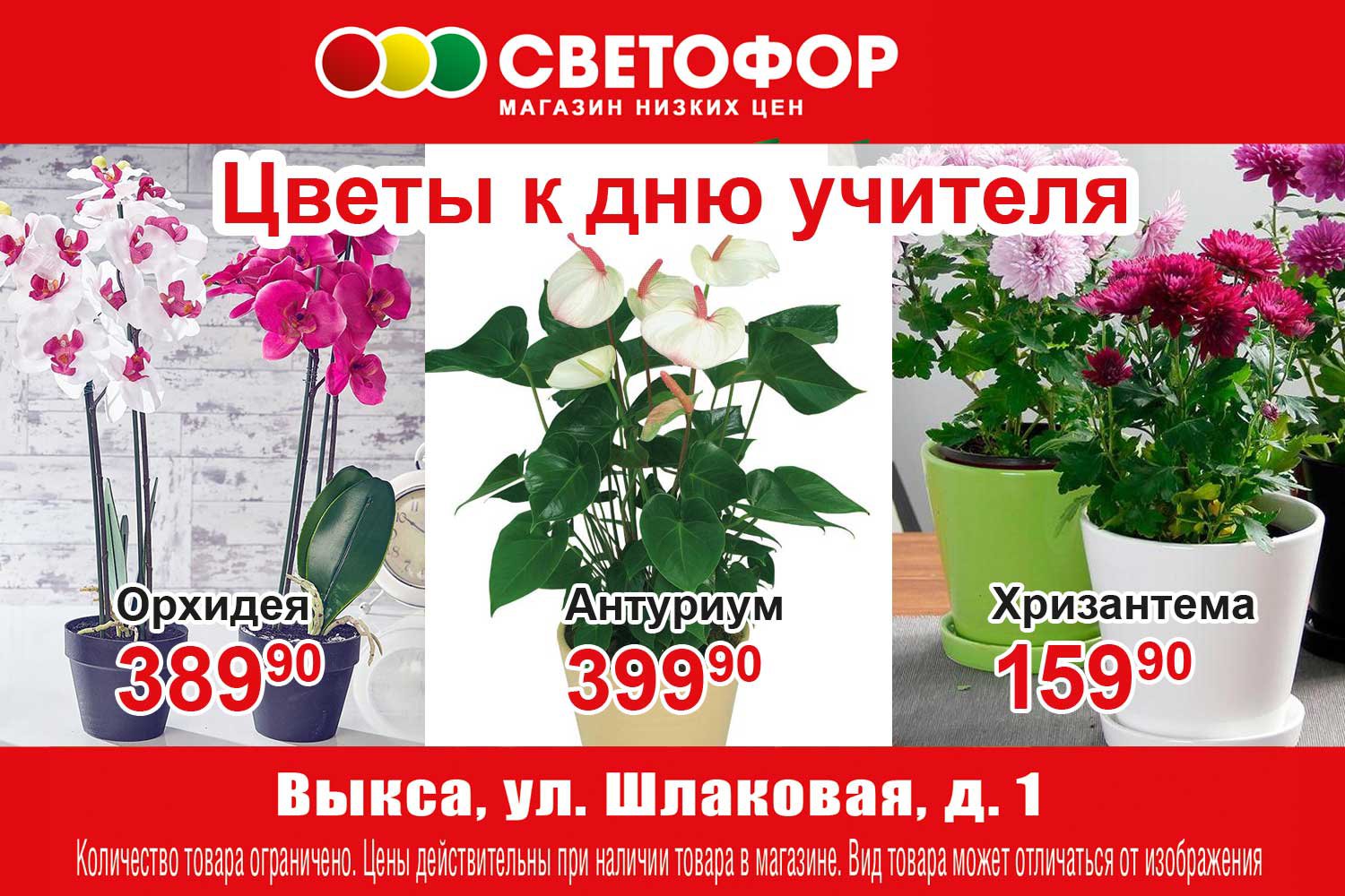 Цветы ко Дню учителя — в супермаркете «Светофор»
