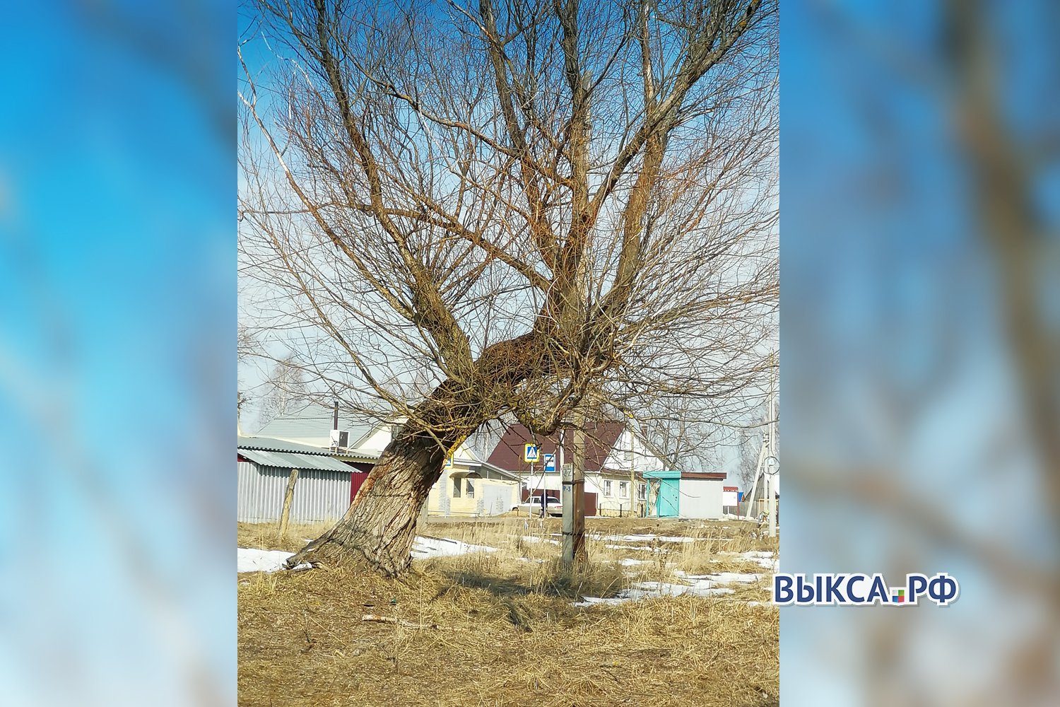 Аварийное дерево угрожает жителям Вили