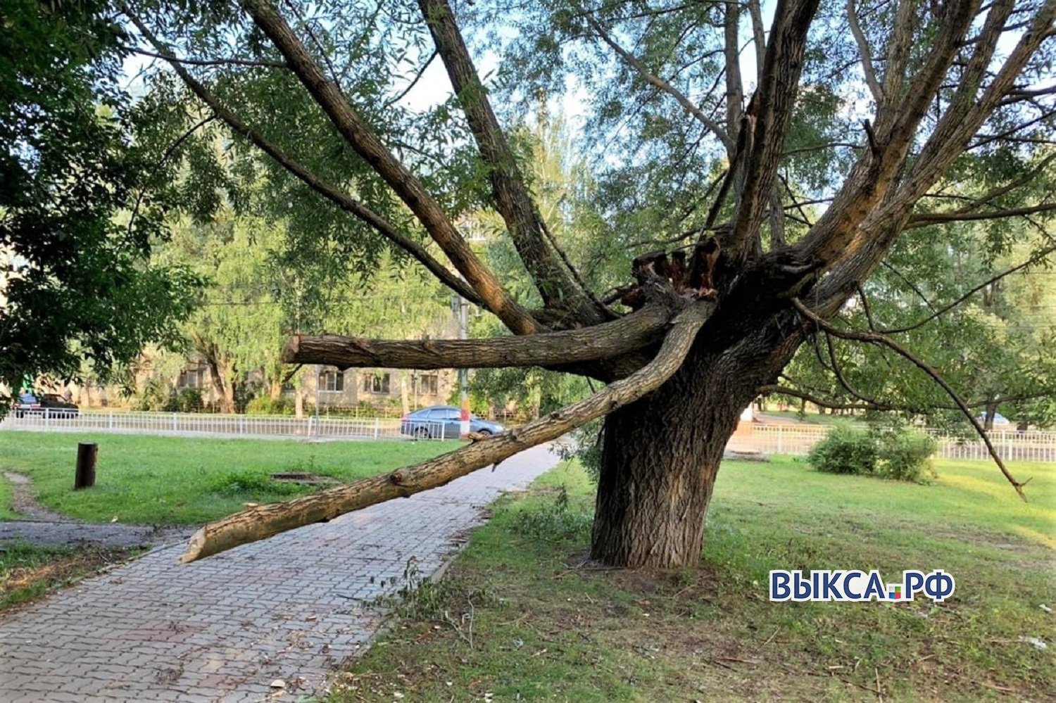 Упавшее после урагана дерево третью неделю угрожает прохожим