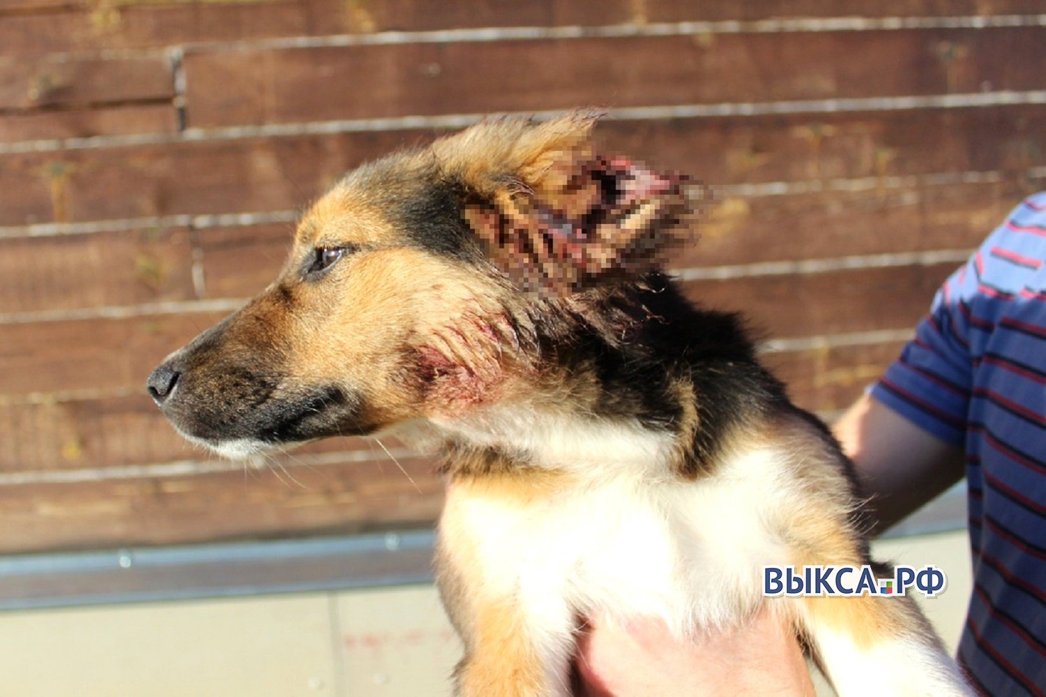 Полиция заинтересовалась щенком с отрезанными ушами и хвостом