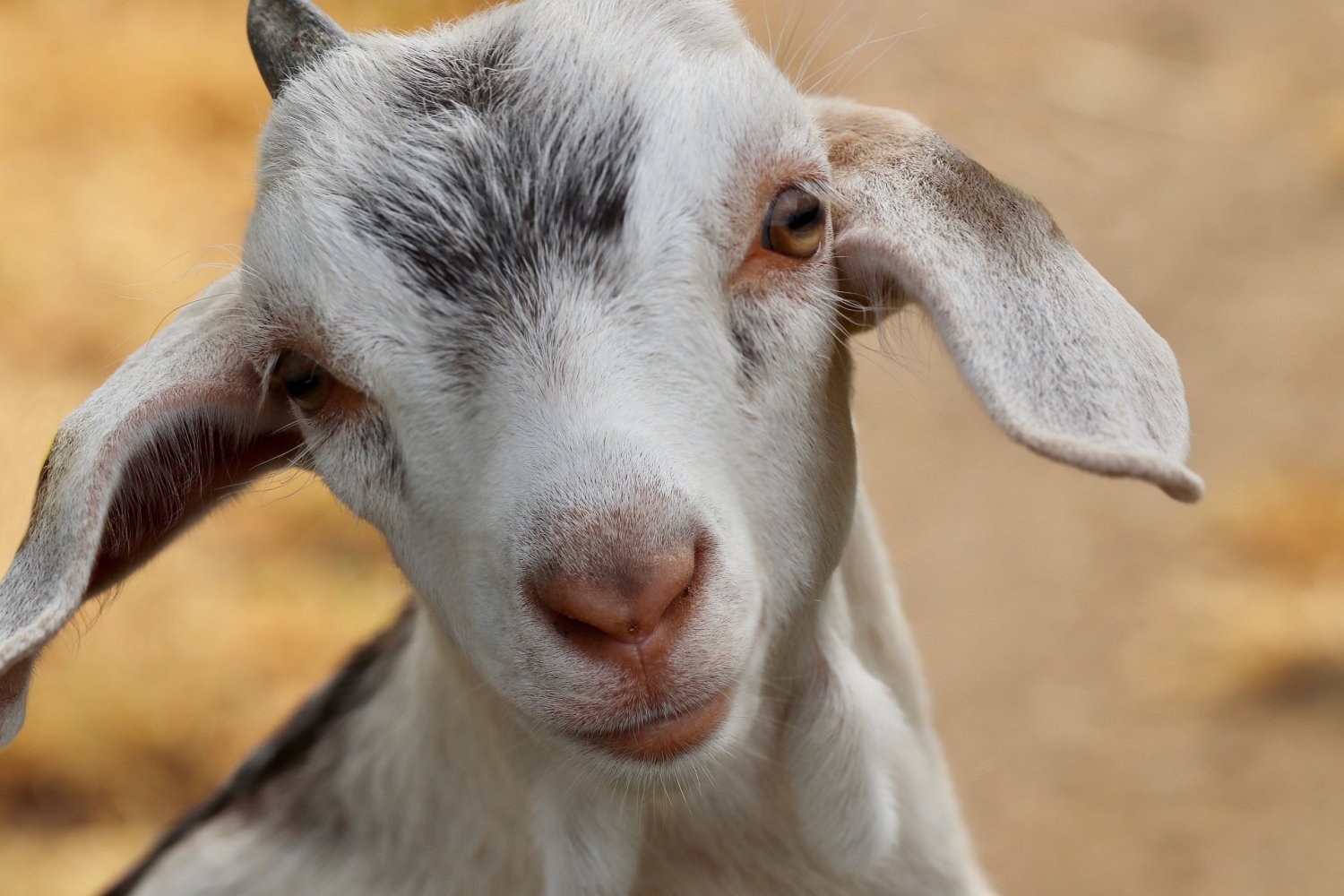Анонимный благотворитель подарит коз малообеспеченным семьям