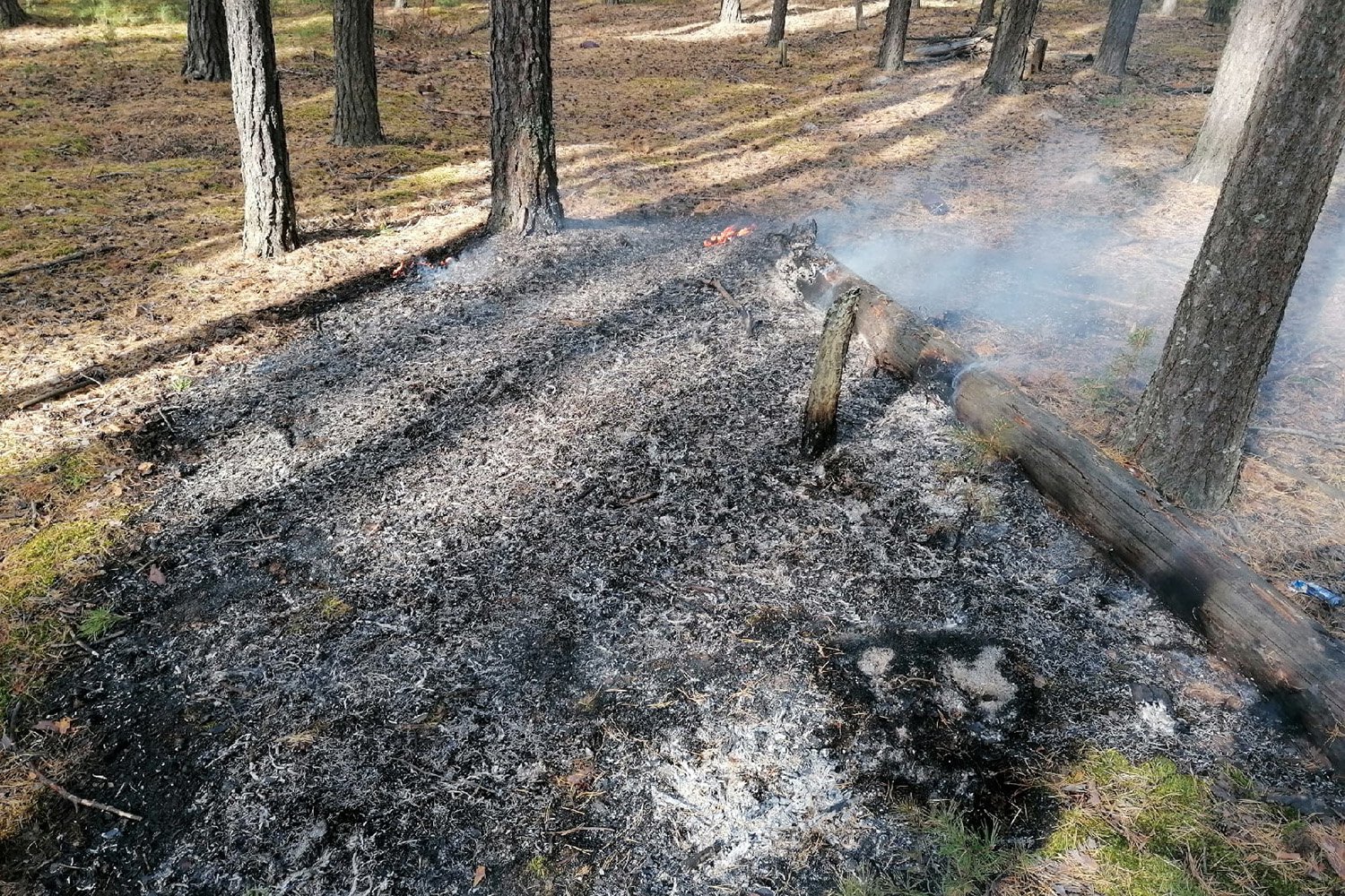 Выксунец в одиночку потушил лесной пожар за Северным кладбищем
