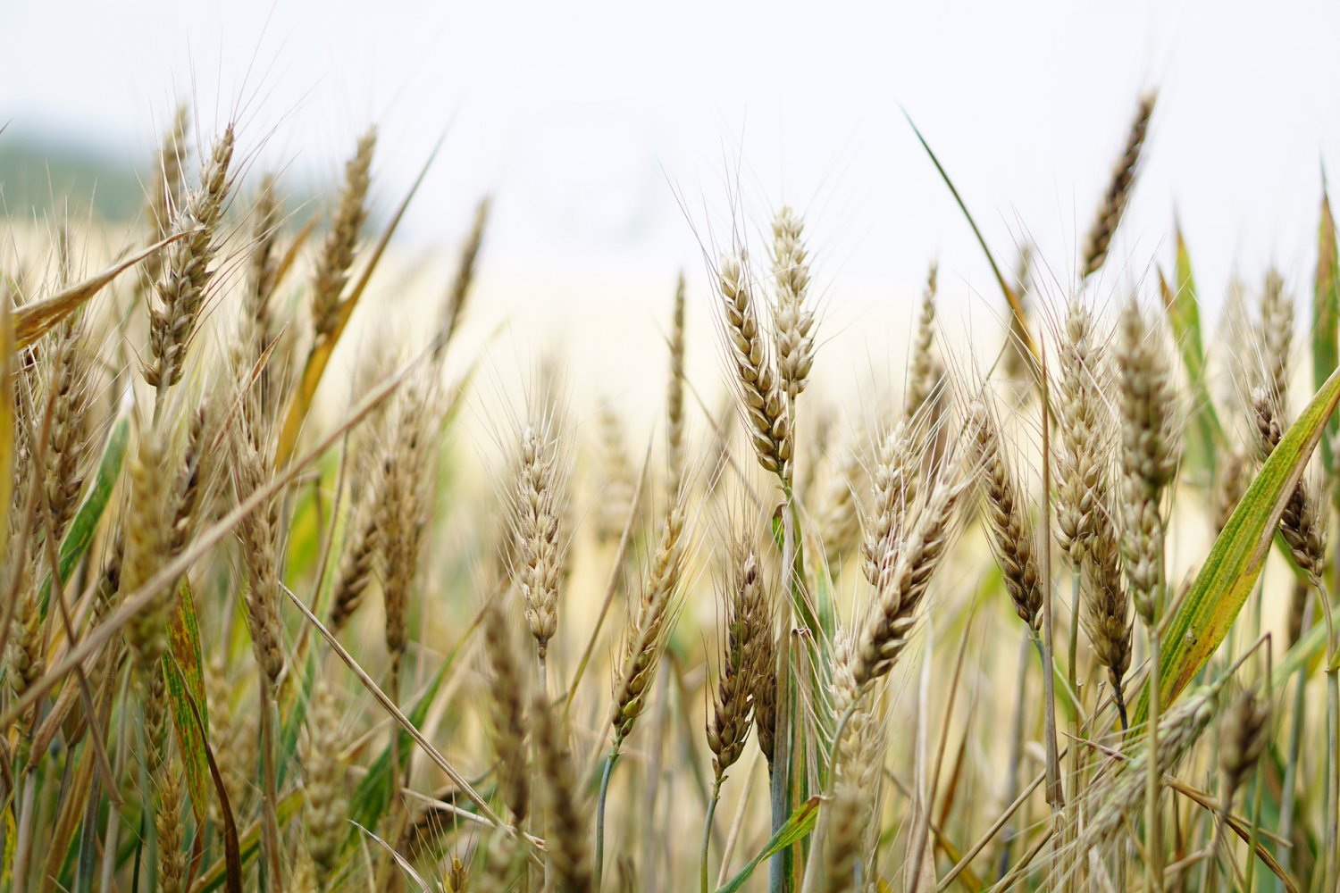 В Нижегородской области собран рекордный урожай зерна