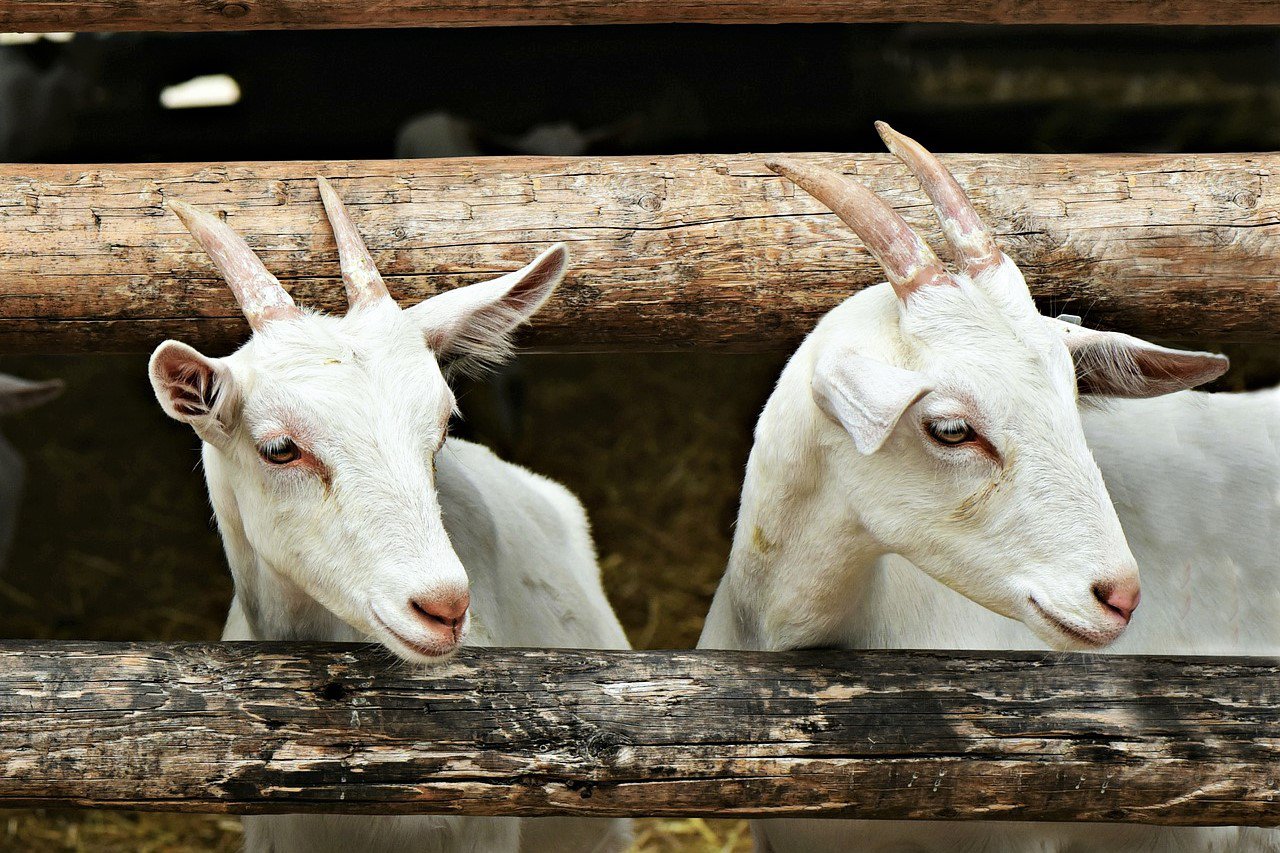 В Досчатом сшибли двух коз
