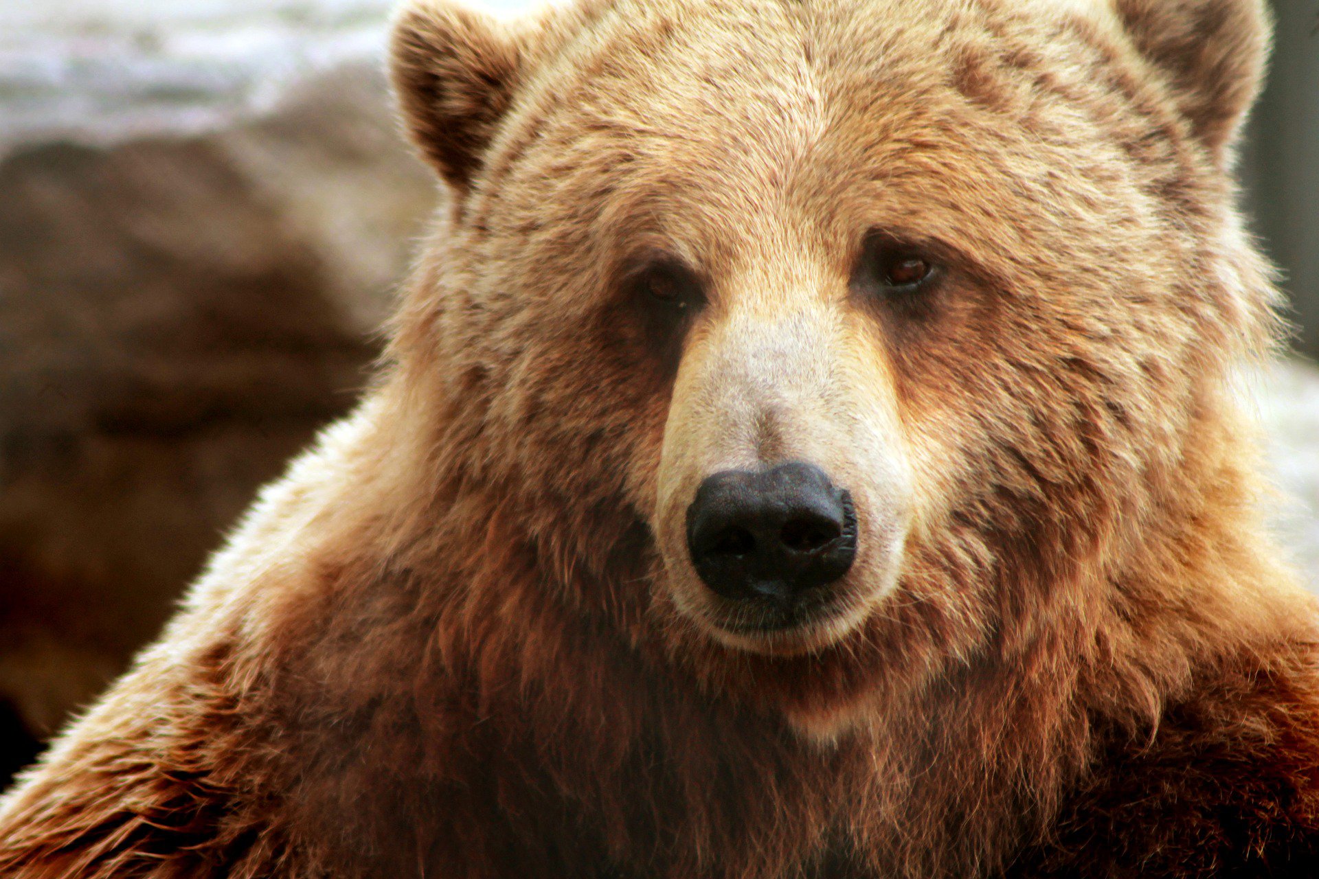 В Нижегородской области закрыт сезон охоты на медведя
