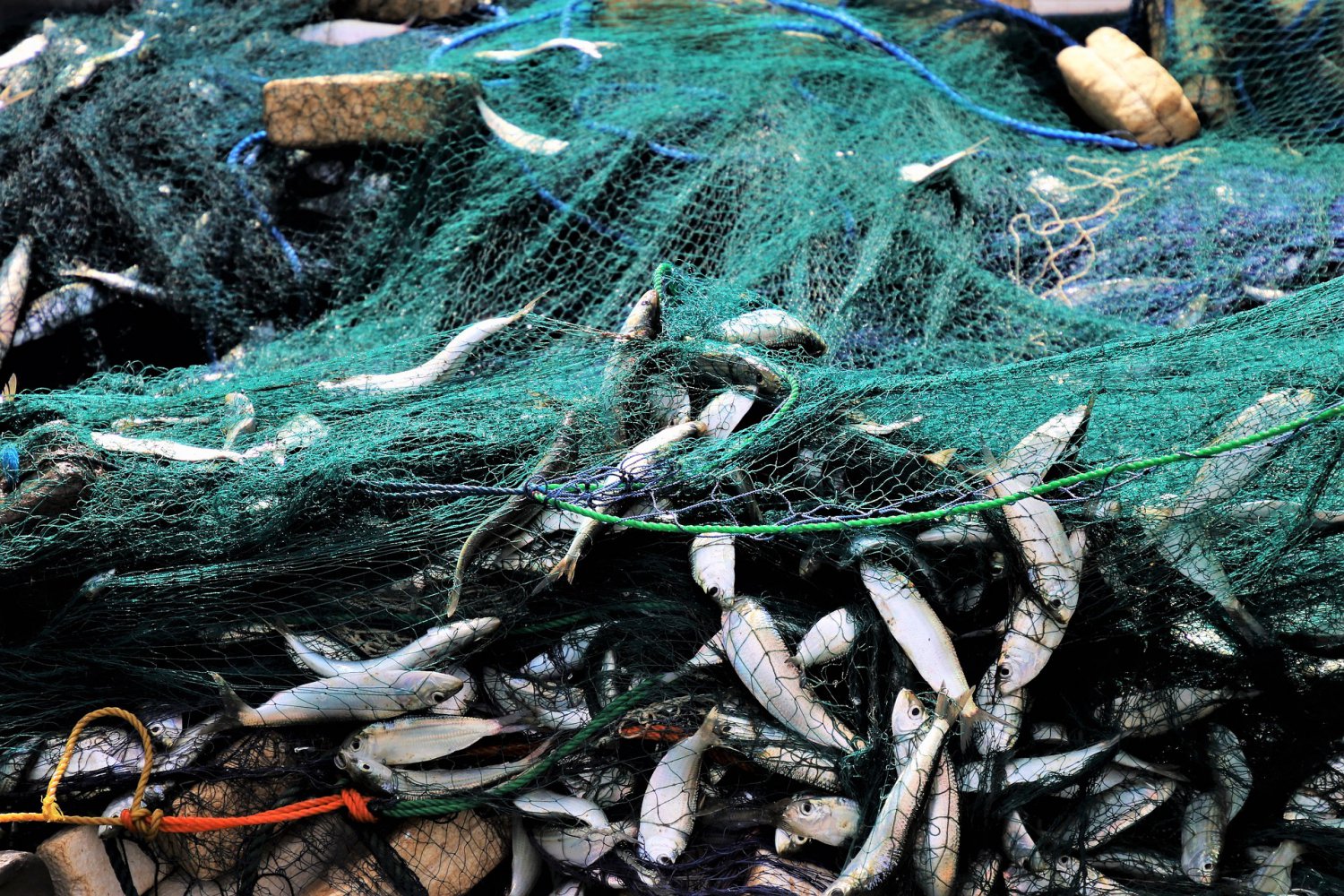 У браконьеров изъяли более 150 кг рыбы