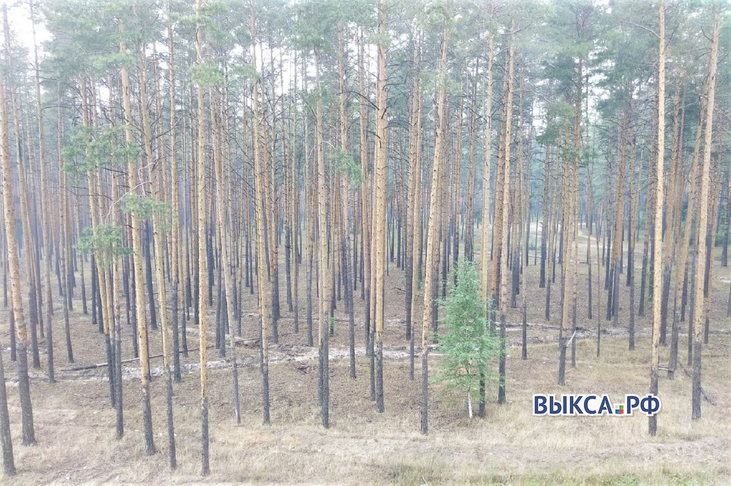 Выксу накрыл дым от пожара в Мордовском заповеднике
