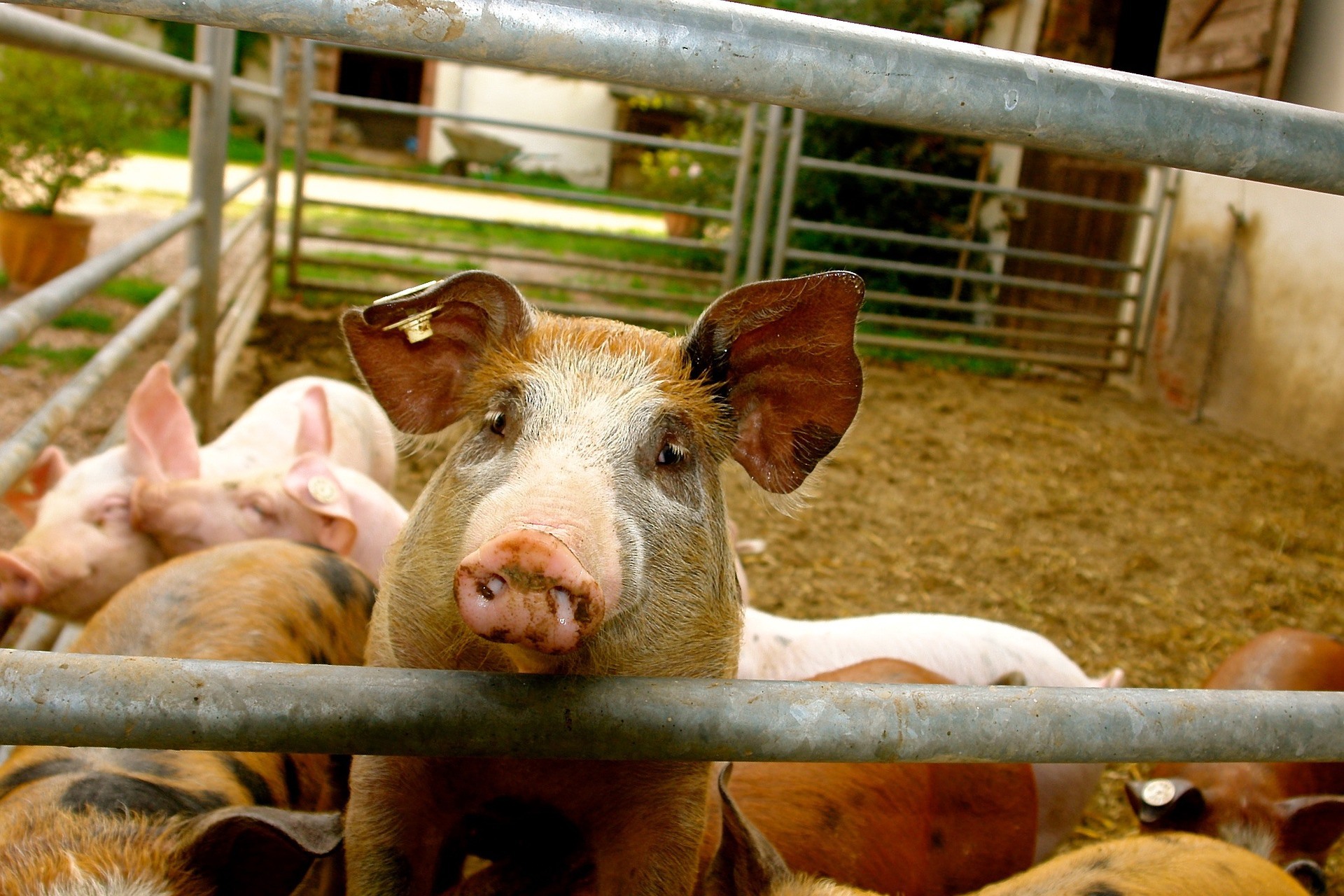 Фермеров обязали продать свиней в Навашинском округе