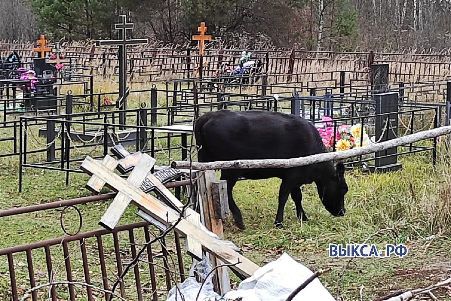 «Ломают ограды, ходят по захоронениям и гадят»: коров заметили на кладбище в Шиморском