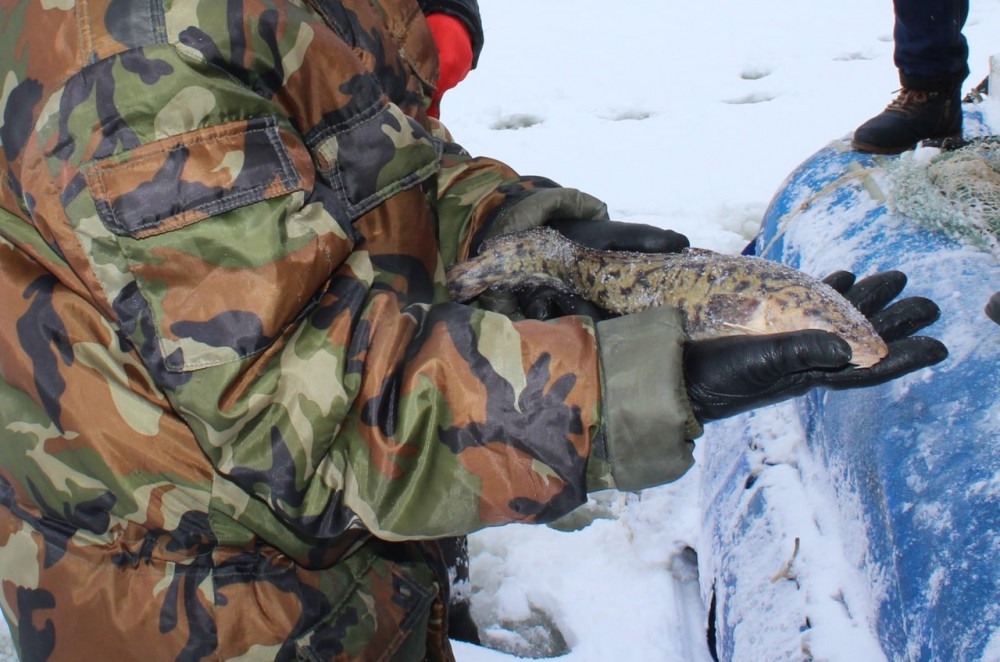 Нижегородским рыбакам запретили ловить налима
