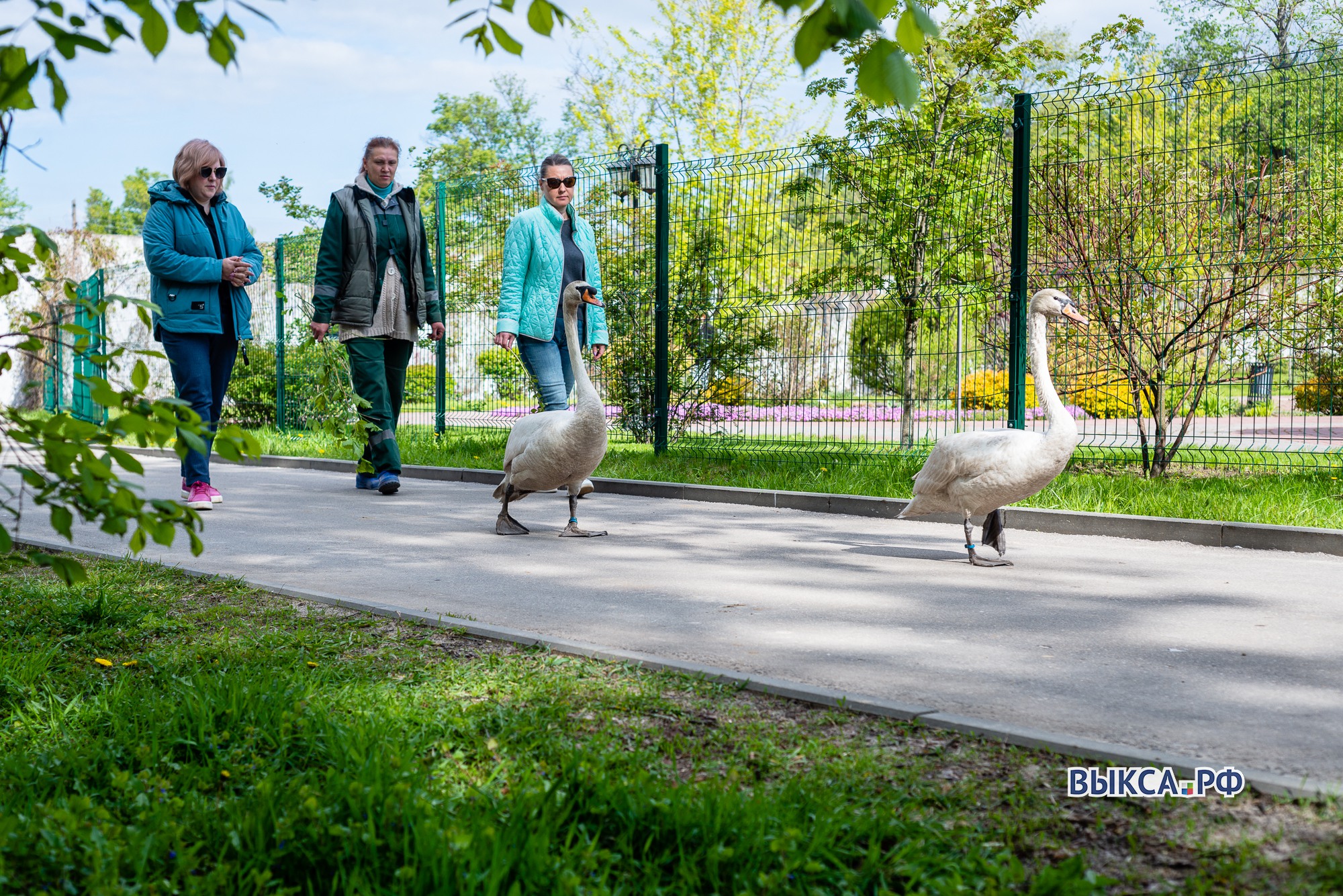 Лебеди вернулись в парк 📸