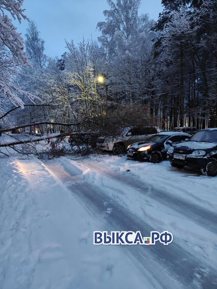 Упавшее дерево накрыло два автомобиля