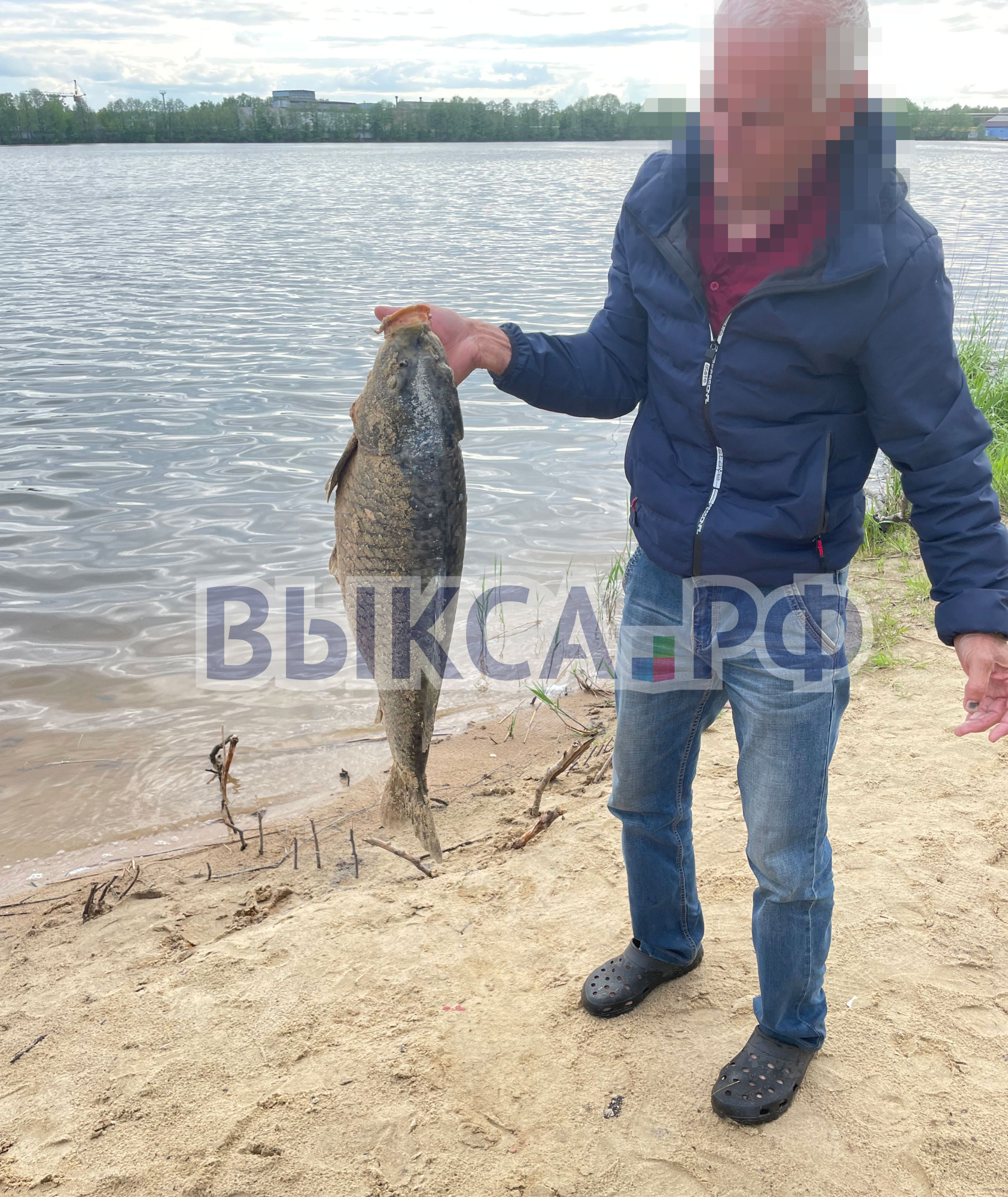 Ещё один карп найден мертвым в Нижнем пруду