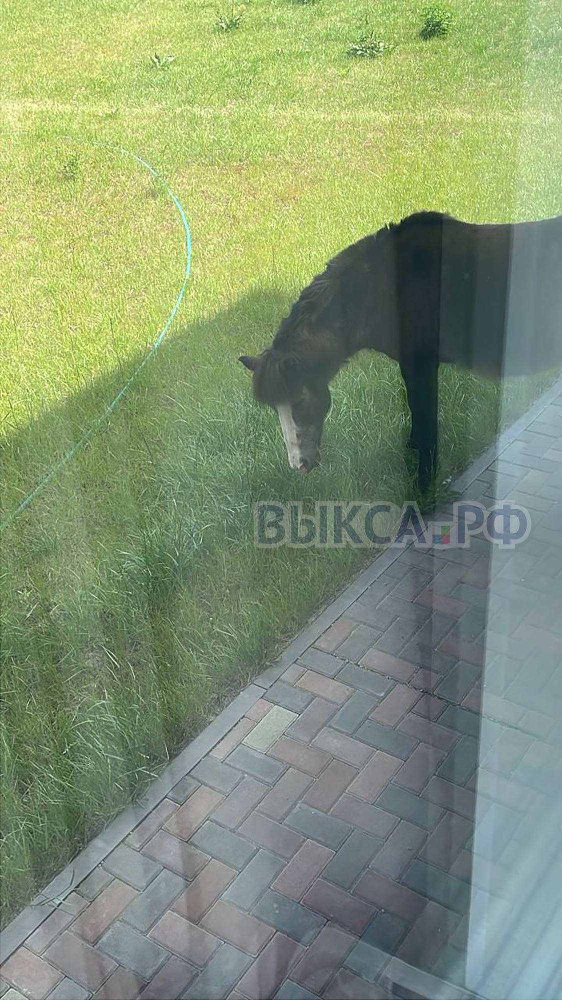 Нежданный гость